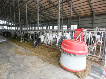 牛舎の牛と自動給餌機