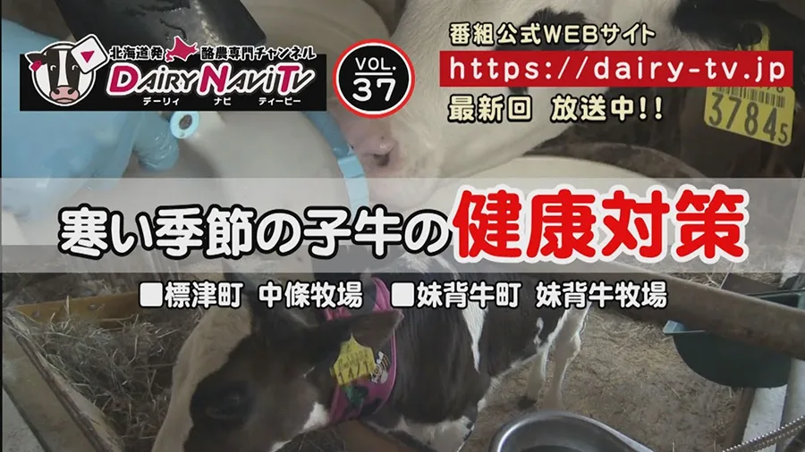デーリィナビTV「寒い季節の仔牛の健康対策」の動画サムネイル
