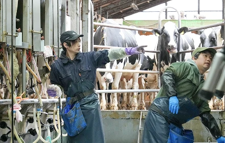 牛舎での作業の様子